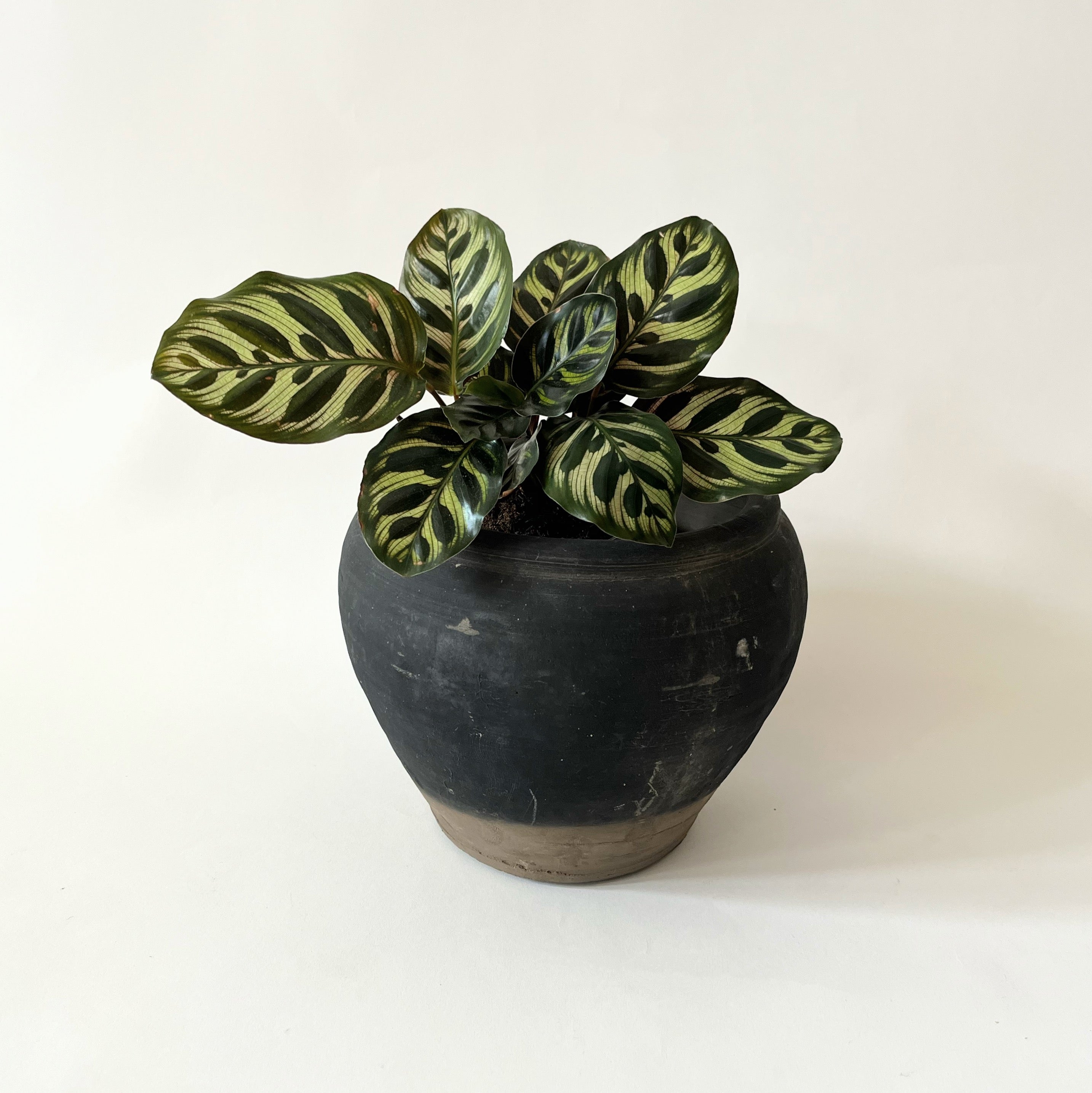 Vintage Cumin Pot, Small